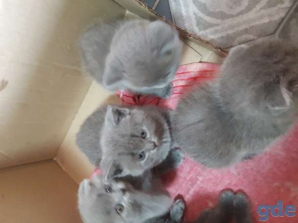 Британские котята, фотография 2