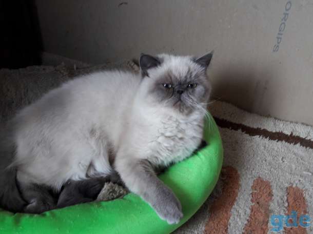 Кошки экзотки, фотография 4