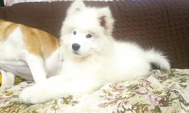 Щенок самоеда, фотография 1