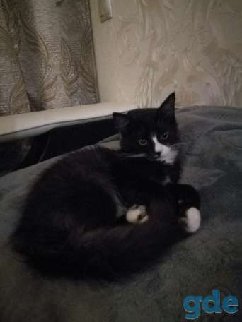 Котенок ищет дом, фотография 2