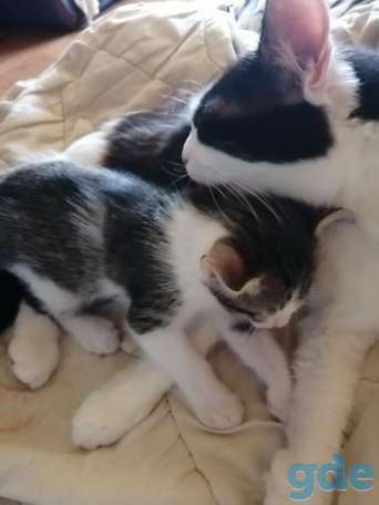 Котёнок в хорошие руки, фотография 3