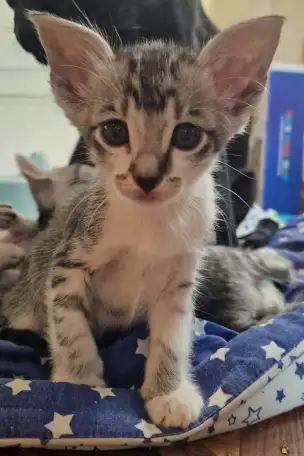 Ориентальные котята, фотография 1