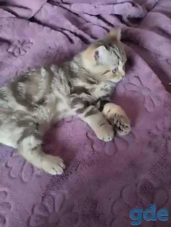 Скоттиш-страйт котята, фотография 7