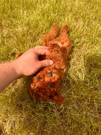 Щенки той пуделя, фотография 4