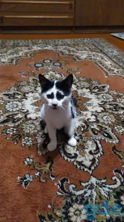 Раздам котят бесплатно, фотография 5