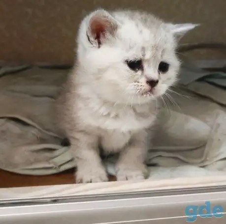 Котята шотландские, фотография 3