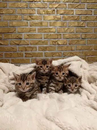 Продам шикарных котят породы бенгальские кароткошорстные, фотография 5