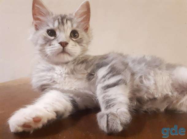Котята Мейн КУН, фотография 6
