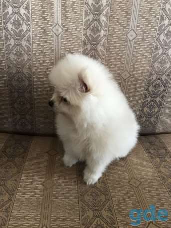 Продажа шпица, фотография 4