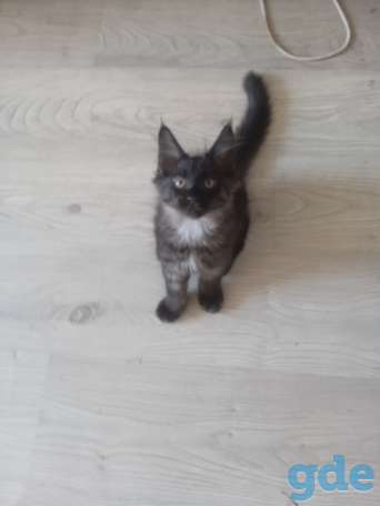 Продажа котят Мейн кун, фотография 4