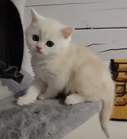 Котенок, фотография 3