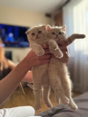 Шотландские котята, фотография 4
