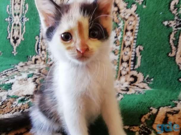 котята, фотография 1