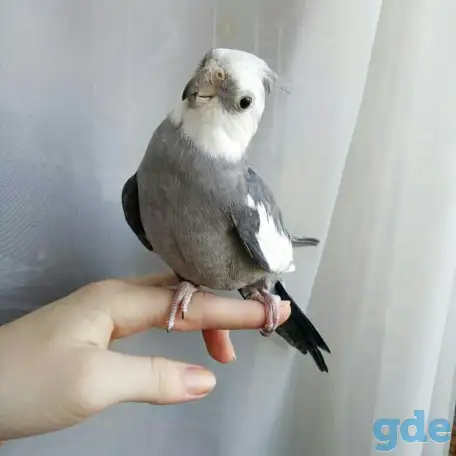 Попугаи оптом и ручные выкормыши., фотография 2