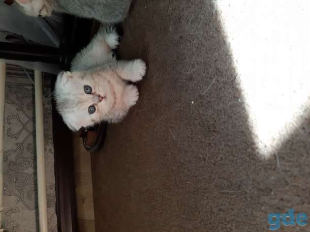 Шотландские котята, фотография 1