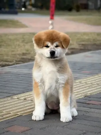 Щенки Акита-ину, фотография 1