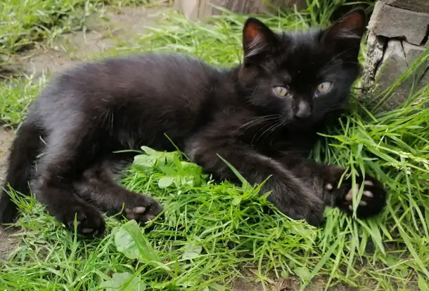 Котята ищут дом, фотография 9