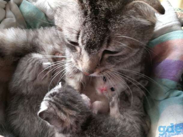 Шотландские котята. Пушистое счастье в ваш дом., фотография 3