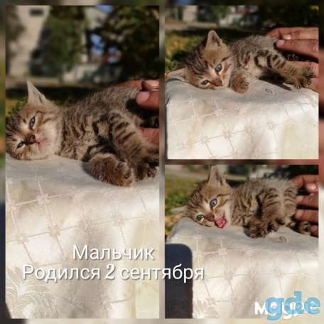 Котята ищут дом или передержку, фотография 3