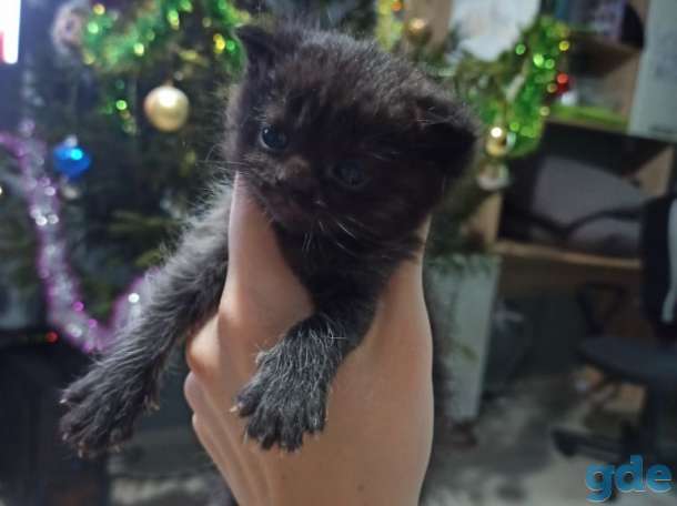 Шотландские котята, фотография 5
