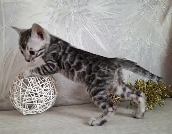 Бенгальские котята, фотография 1