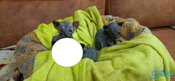 Котята Канадского Сфинкса, фотография 7