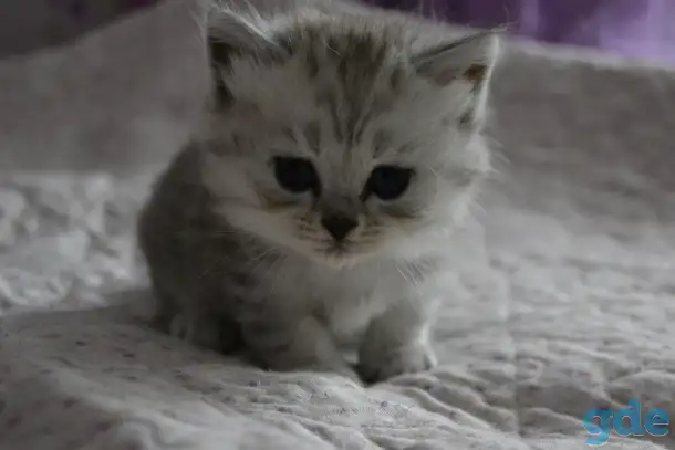 Шотландские котята, фотография 3