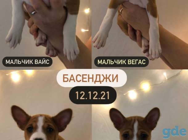 Щенки Басенджи 12.12.21, фотография 3