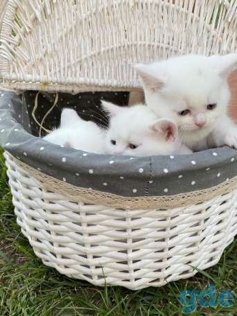 Котята, фотография 3