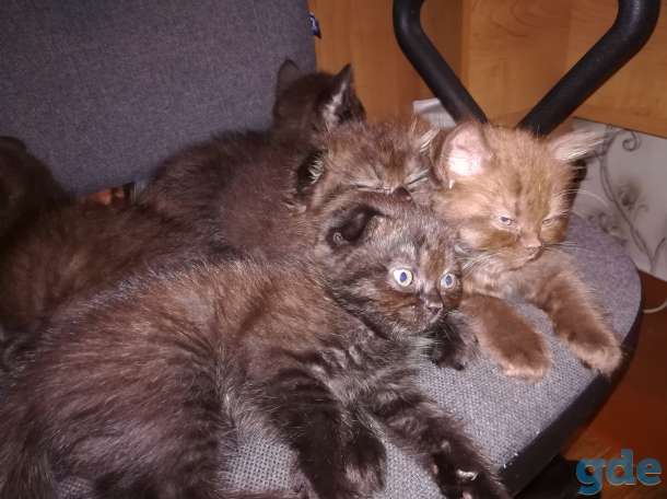Шотландские котята., фотография 6