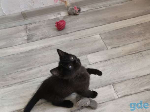 Котенок ищет дом, фотография 6