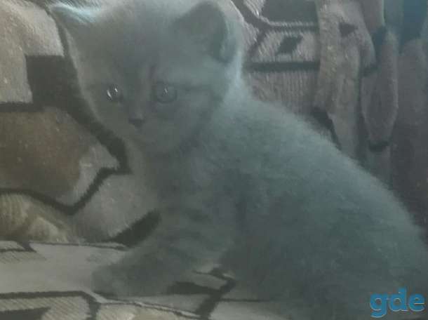 Котята, фотография 1
