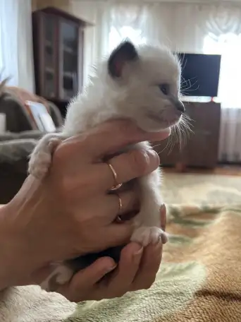Котята ищут новый дом, фотография 4
