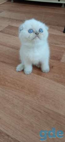 Шотландские котята, фотография 2