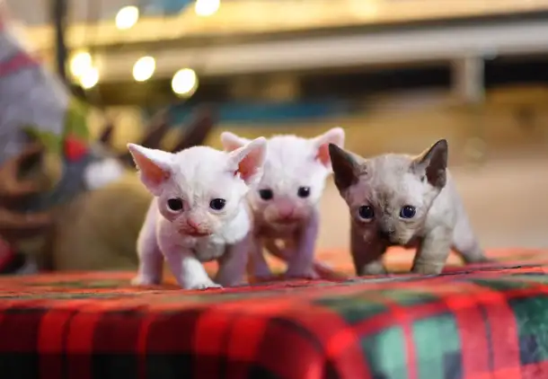 Котята Девон Рекс, фотография 3