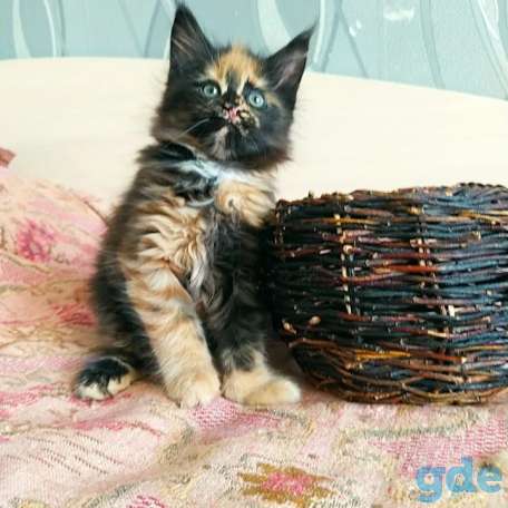 Мейн кун котята, фотография 6