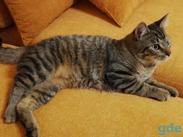 Котик Пуська ищет дом!, фотография 6
