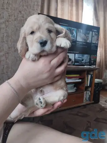 щенки родилисьг.4 мальчика 2 девочки., фотография 4