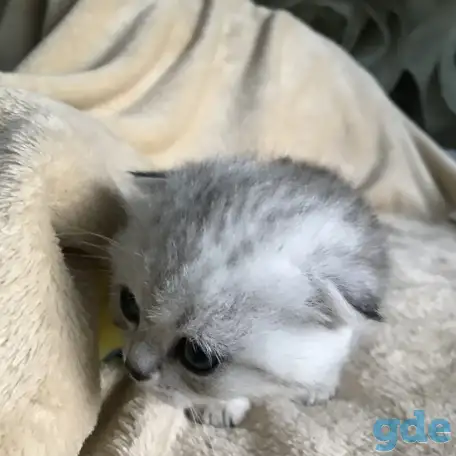 Шотландские вислоухие котята, фотография 3