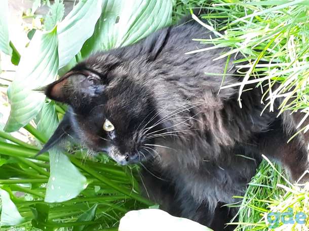 Мейн кун котёнок, фотография 3