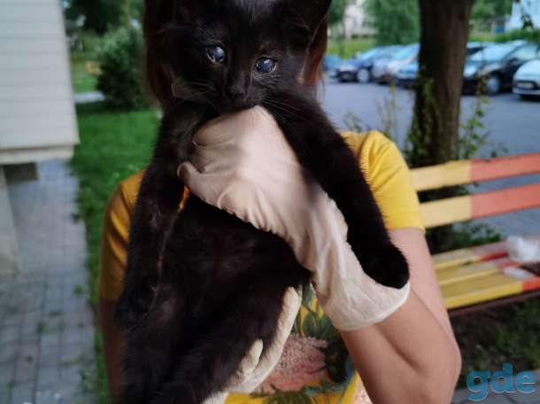 Котенок Анфиса ищет дом!, фотография 2