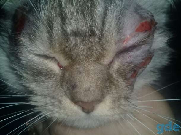 Потерялся котенок, фотография 3