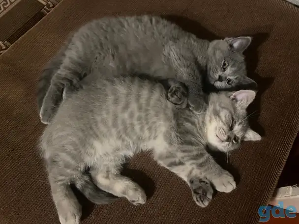 Шотландские котята, фотография 3