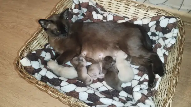 Европейская Бурма котята Бронирование, фотография 5