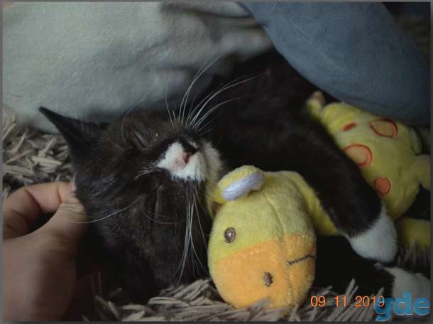 Кошечка 4мес ищет дом!, фотография 2
