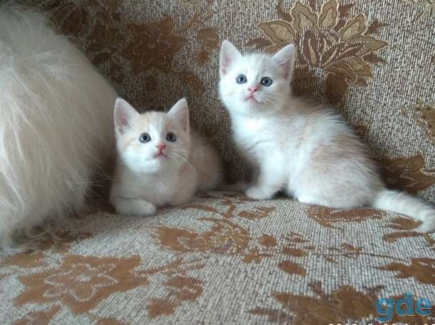 Британские котята, фотография 7