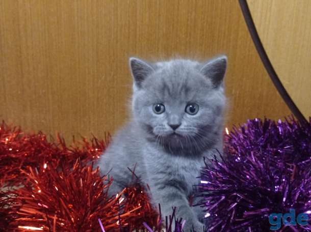 Котята, фотография 3