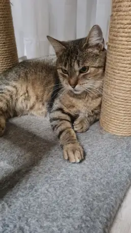 Кошка Мия в дар, фотография 1