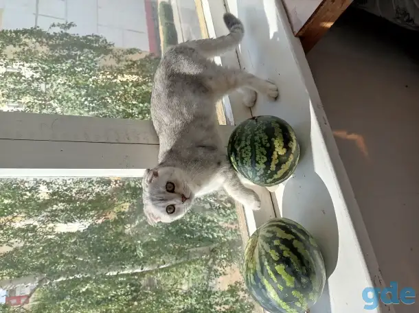 Продам котенка, фотография 2