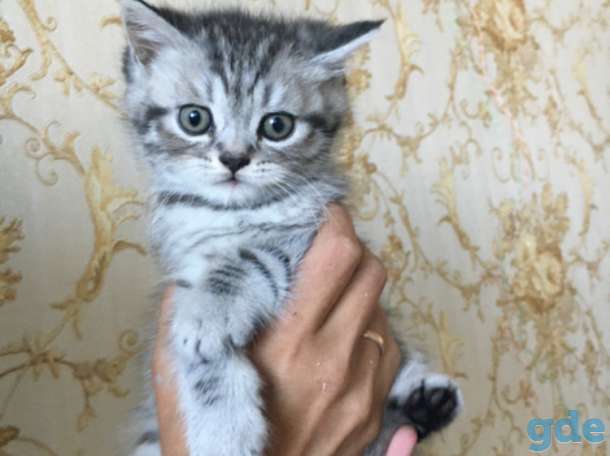 Шотландские котята, фотография 2